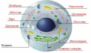 Клетка человека – генератор собственных колебаний