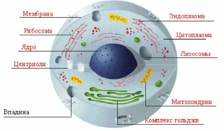 Клетка человека – генератор собственных колебаний