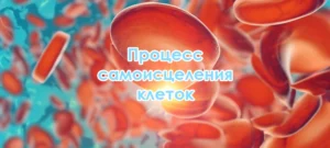 Процесс самоисцеления клеток